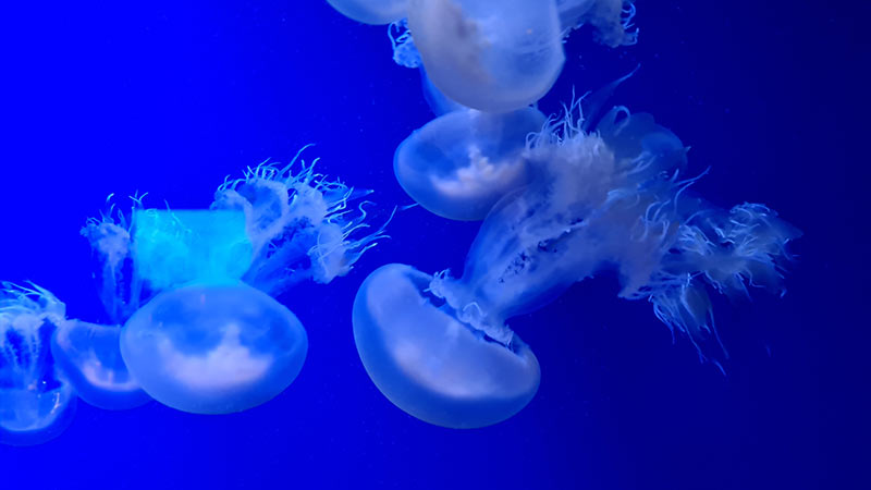 aquarium valence