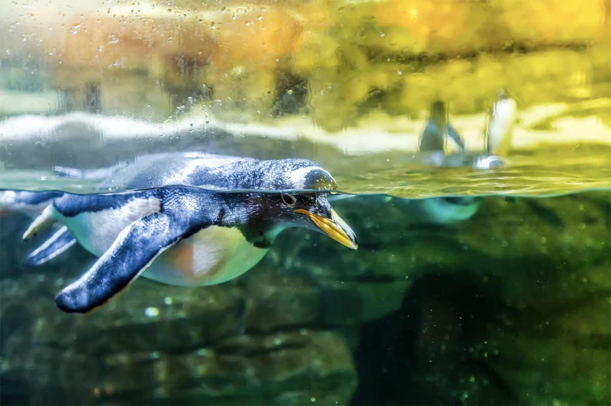 billet aquarium valencia