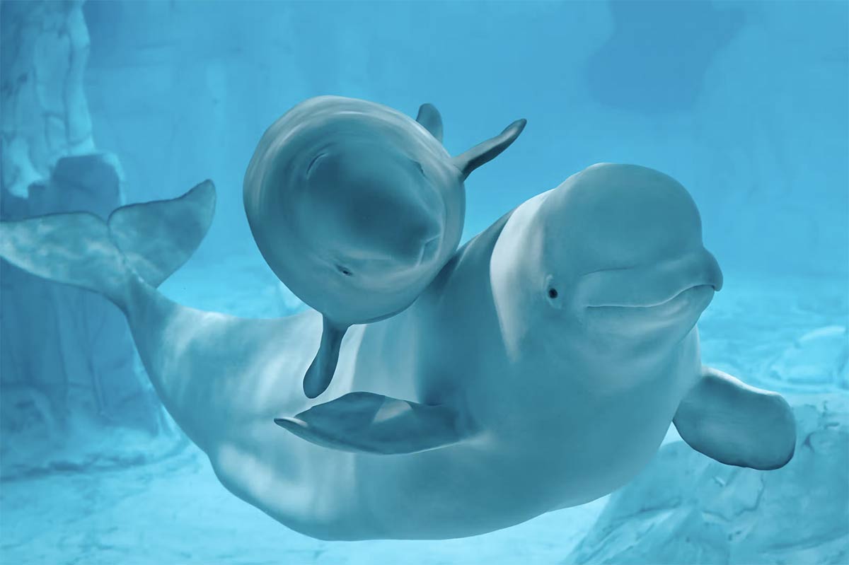 billet aquarium valencia