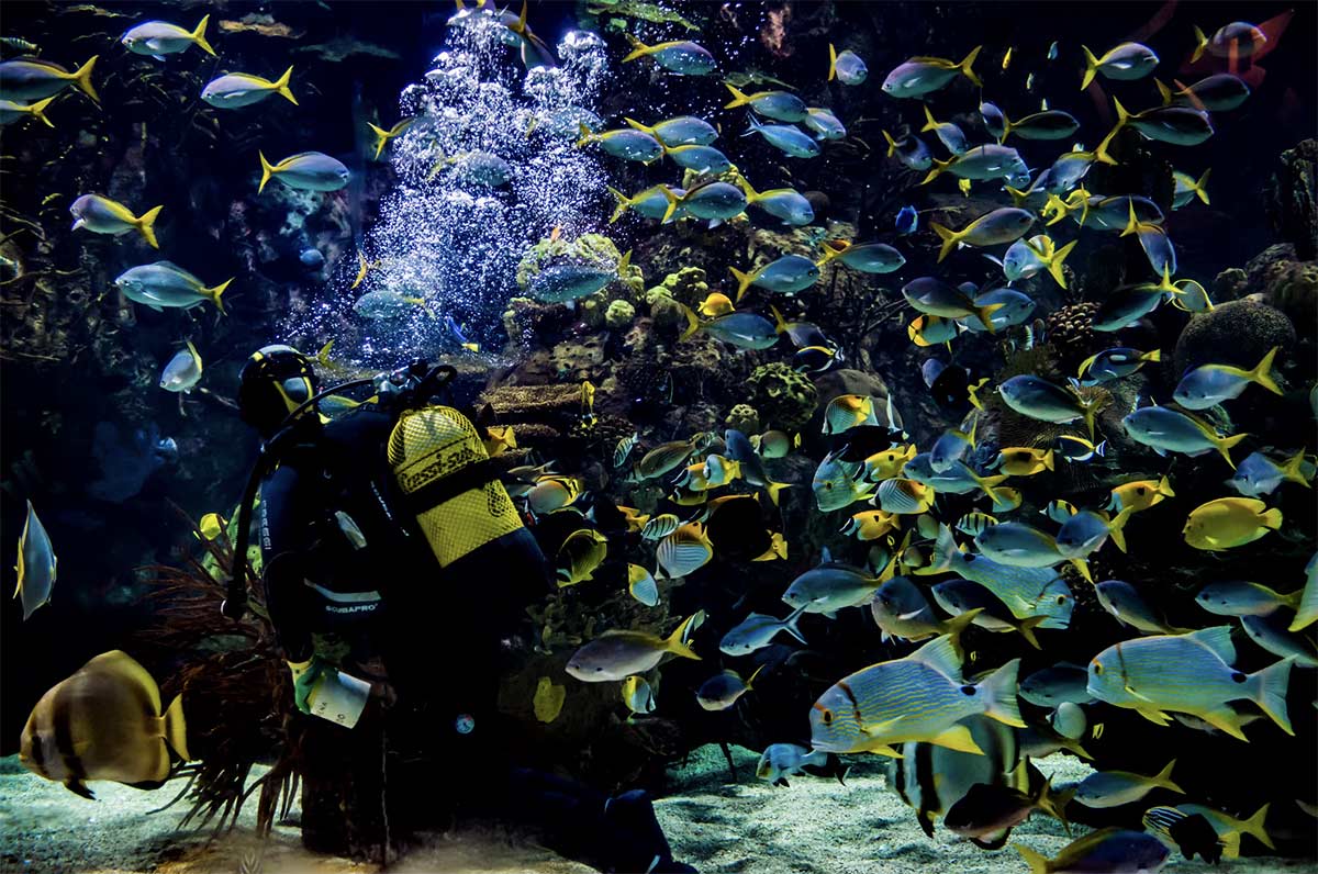 billet aquarium valencia